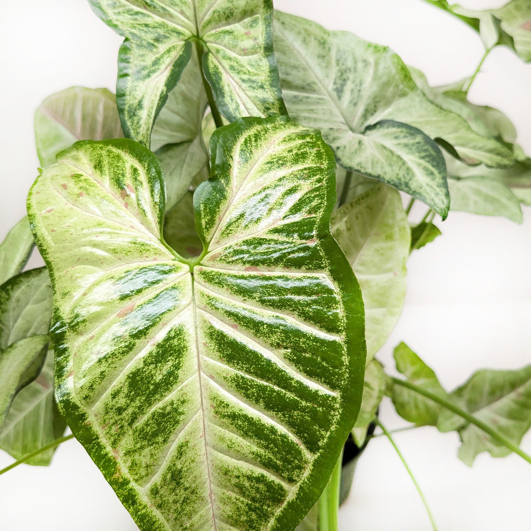 Syngonium &