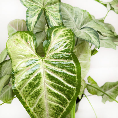 Syngonium &