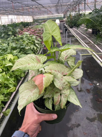 Syngonium &