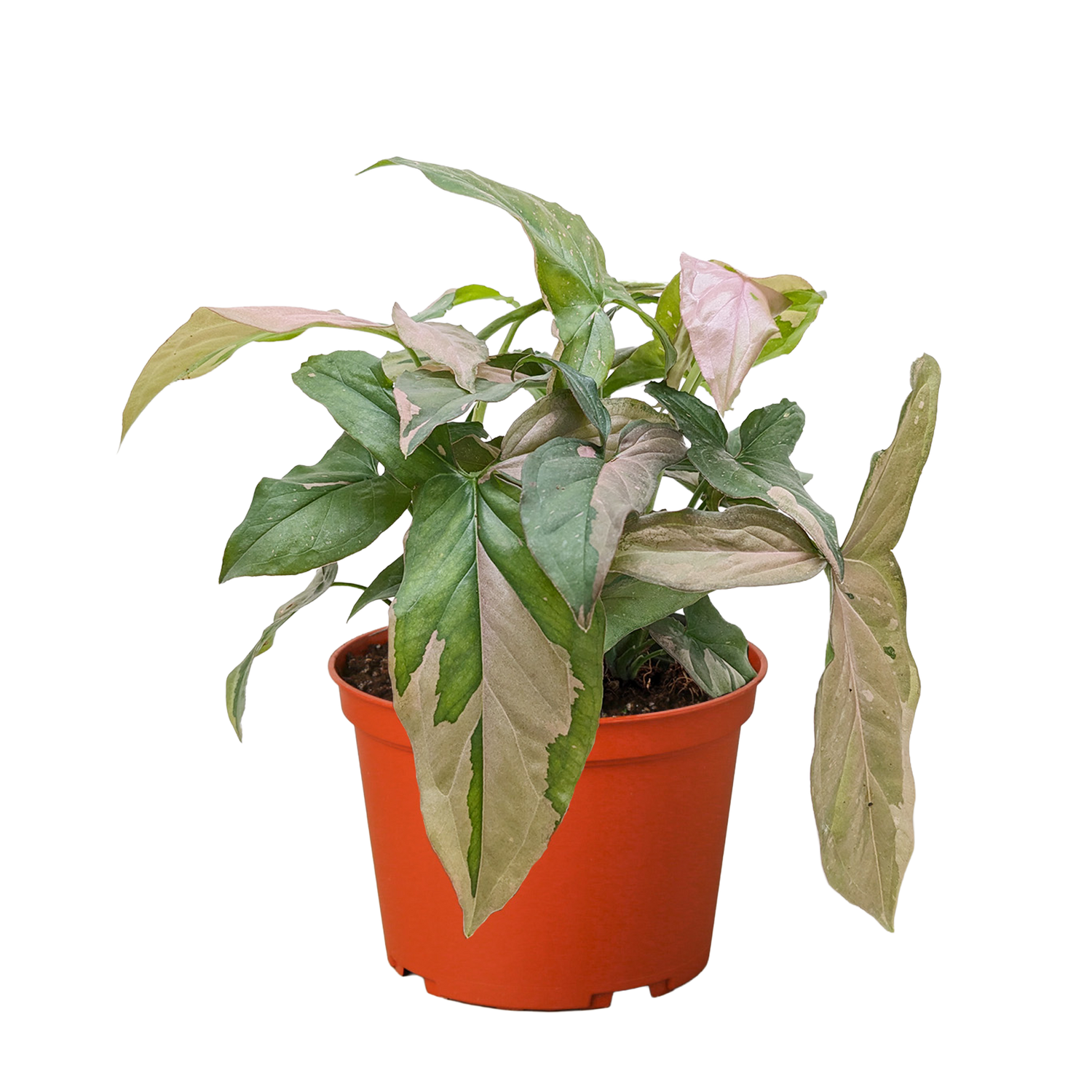 Syngonium &