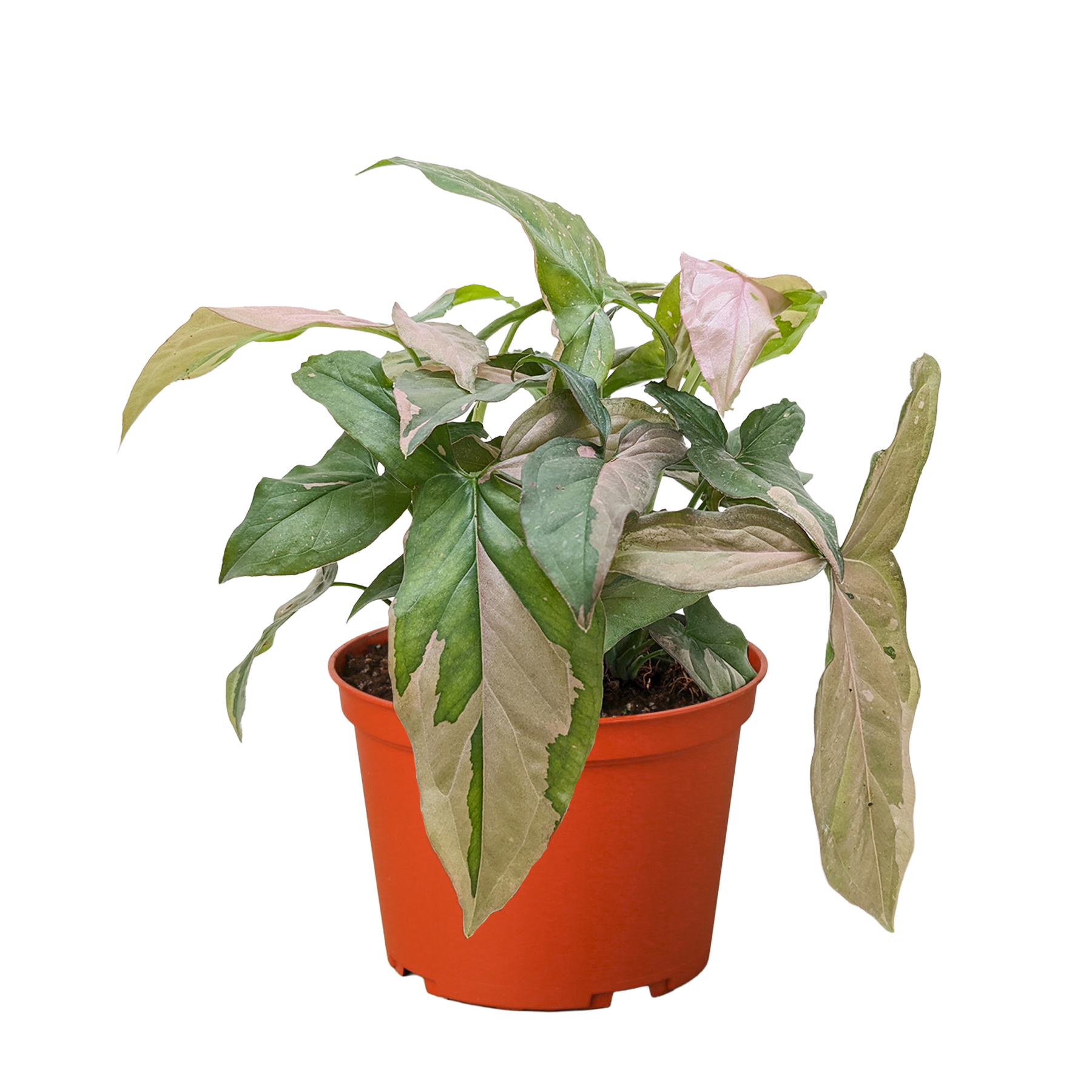 Syngonium &