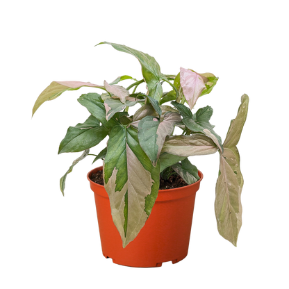 Syngonium &