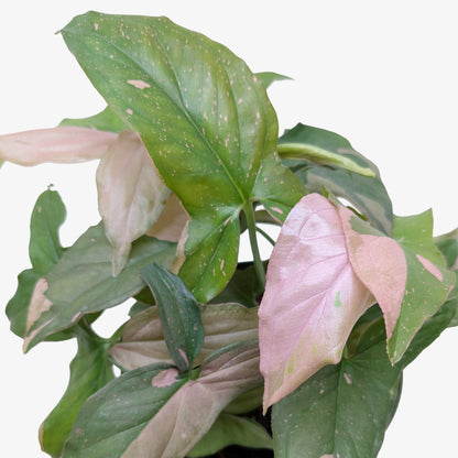 Syngonium &
