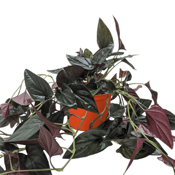 Syngonium &