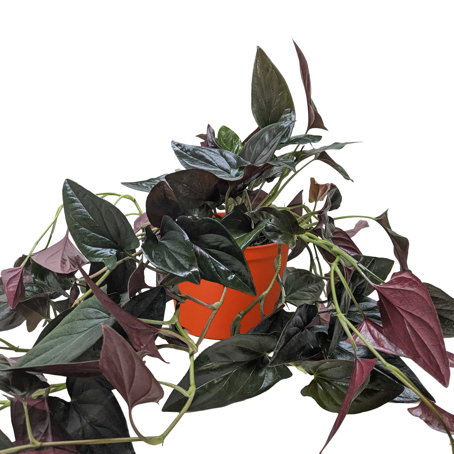 Syngonium &