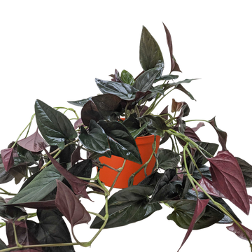 Syngonium &