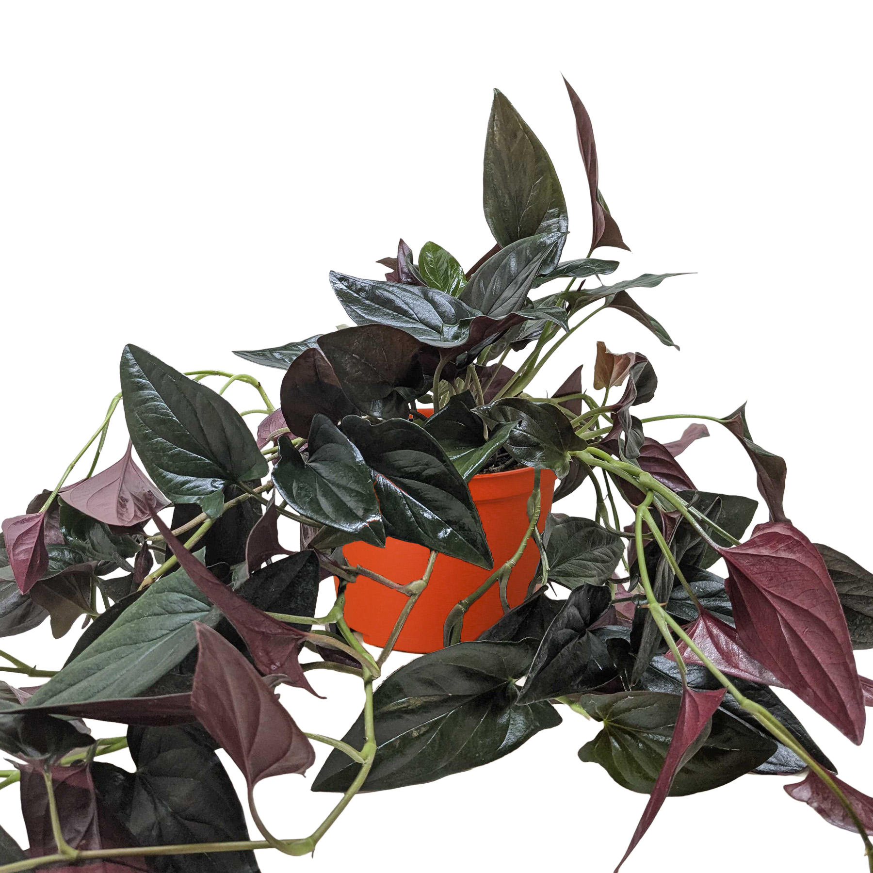 Syngonium &