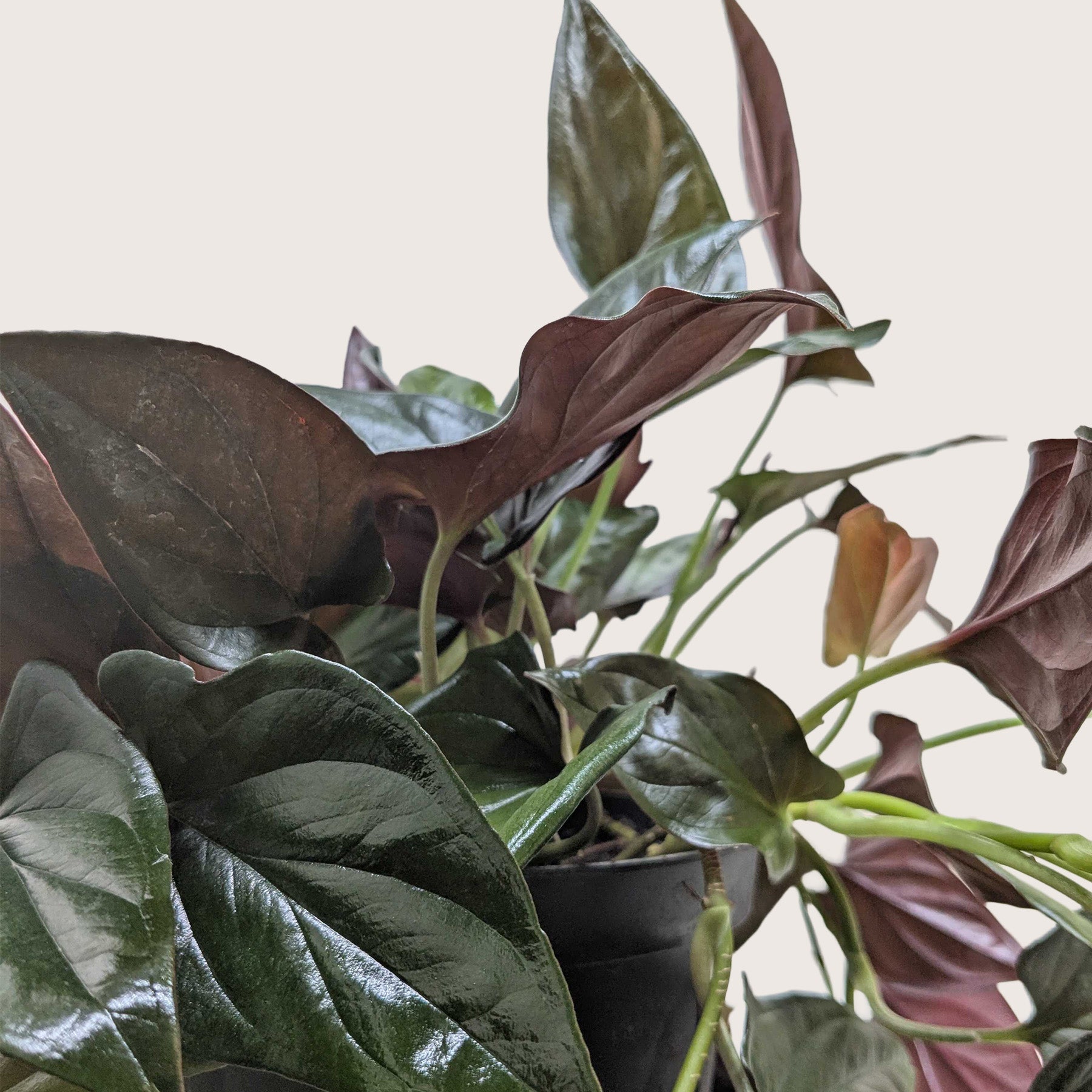 Syngonium &