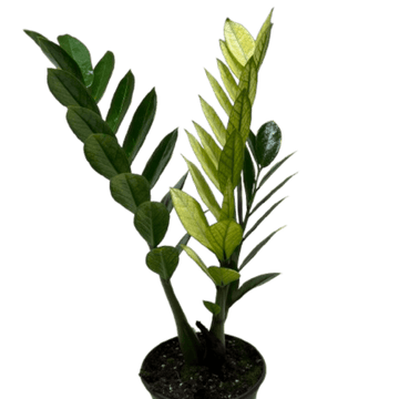 Zamioculcas &