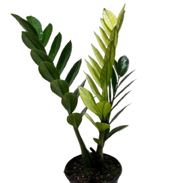 Zamioculcas &