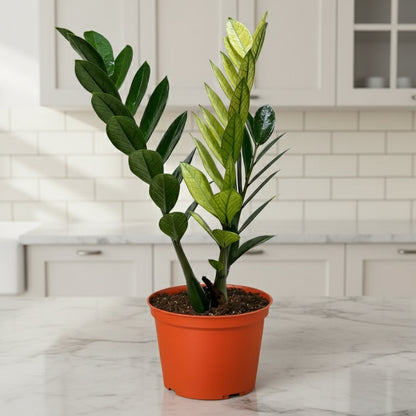 Zamioculcas &