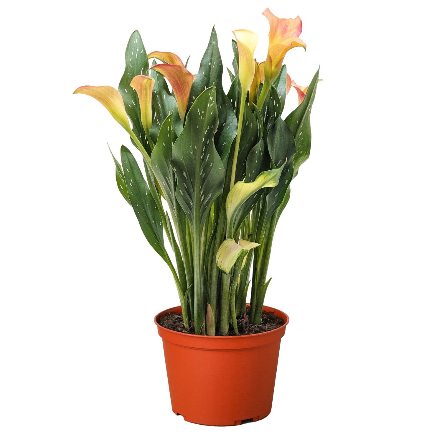 Calla Lily