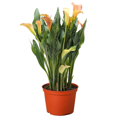 Calla Lily