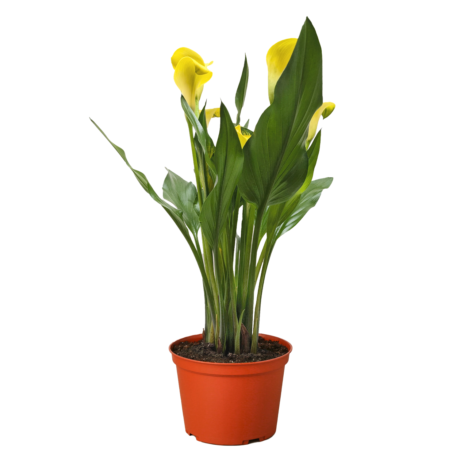 Calla Lily