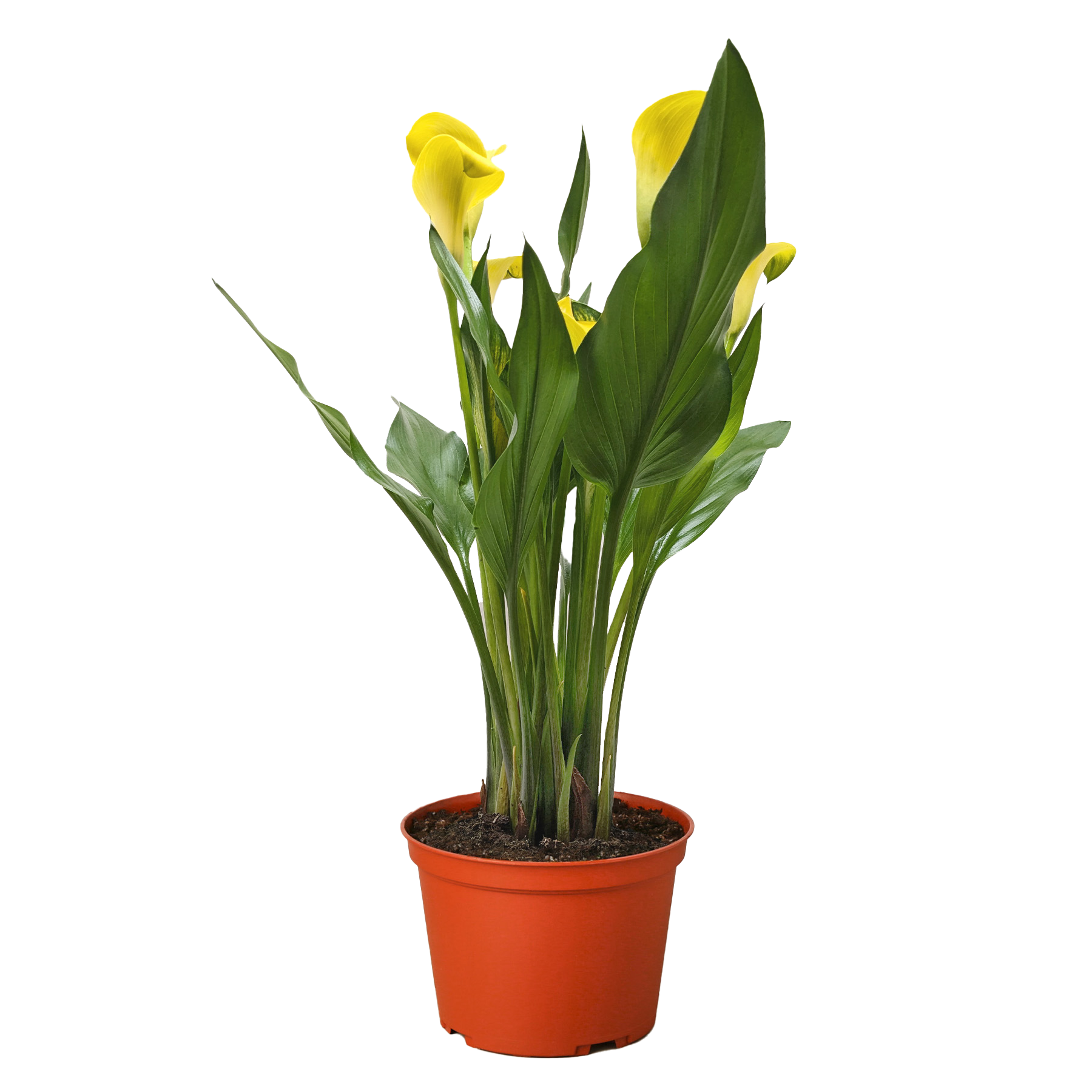 Calla Lily