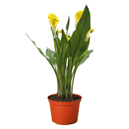 Calla Lily