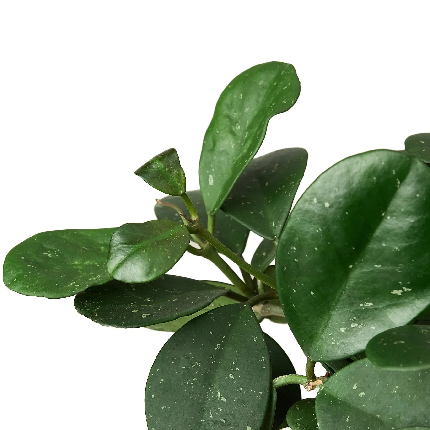 Hoya Obovata - Ethereal Company-4&quot; Plant