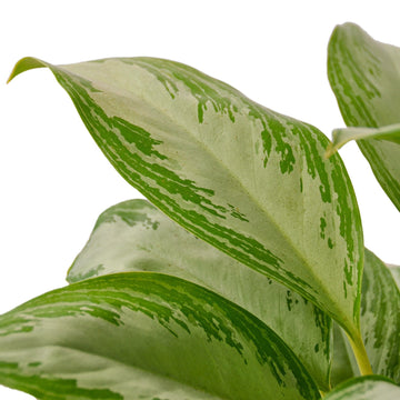 Chinese Evergreen &