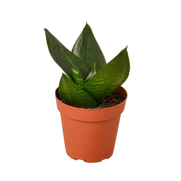Snake Plant Jade - Ethereal Company-Indoor Plants