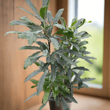 Aralia &