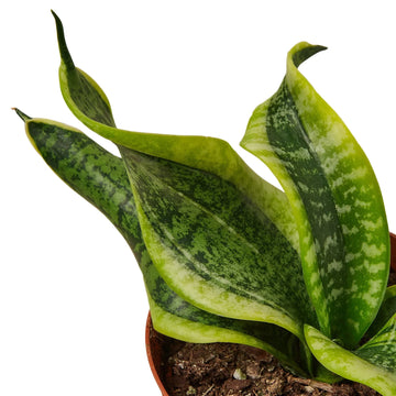 Snake Plant Twist - Ethereal Company-Indoor Plants
