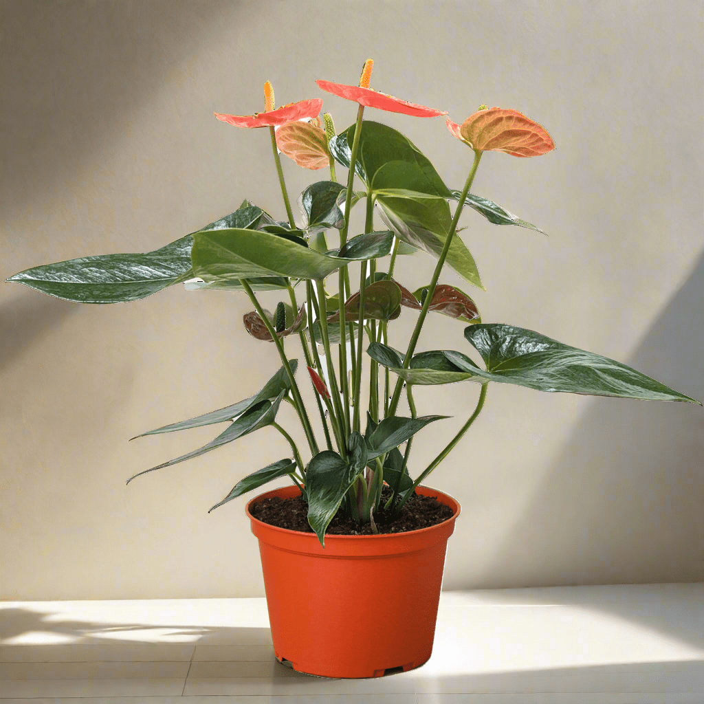 Anthurium &