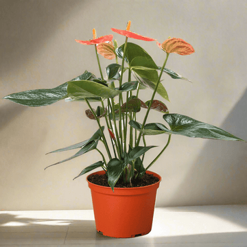 Anthurium &