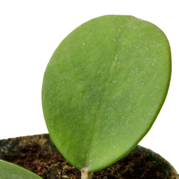 Hoya Obovata - Ethereal Company-4&quot; Plant