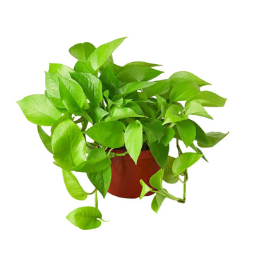 Pothos &