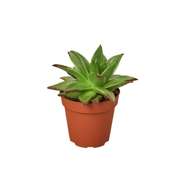 Lipstick Echeveria - Ethereal Company-Succulent