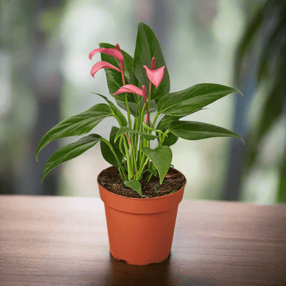 anthurium prezzo Anthurium 'Purple' 4" Pot