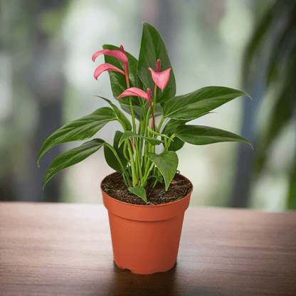 Anthurium &