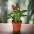 Anthurium &