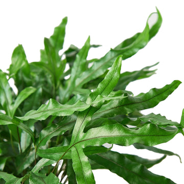 Fern &