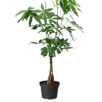 Money Tree &