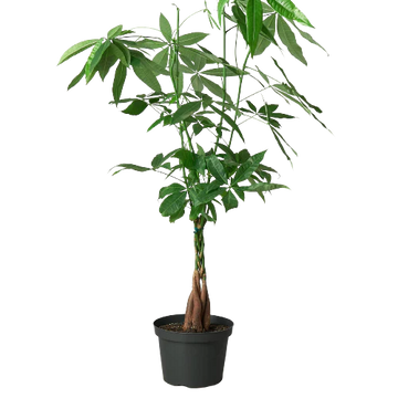 Money Tree &
