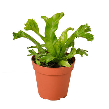 Bird’s Nest Leslie Fern - Ethereal Company