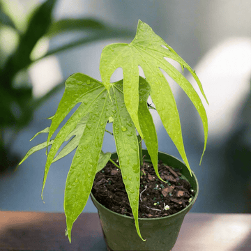 Anthurium Fingers - Ethereal Company-