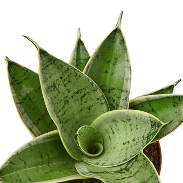 Snake Plant Starlight - Ethereal Company-Indoor Plants