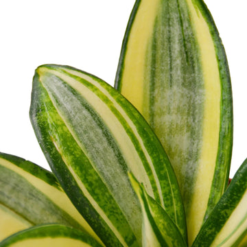 Snake Plant Gold Hahnii - Ethereal Company-Indoor Plants