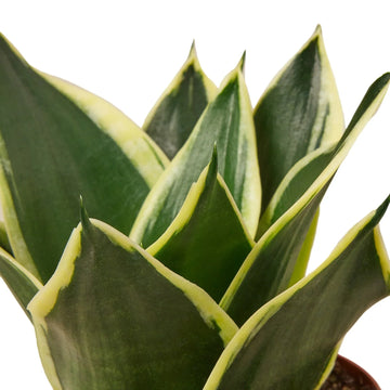 Snake Plant Black Gold - Ethereal CompanyIndoor Plants