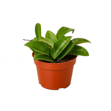 Hoya Carnosa - Ethereal Company-4&quot; Plant