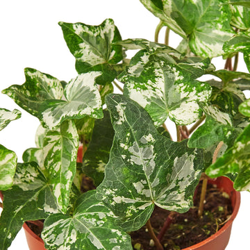 English Ivy &