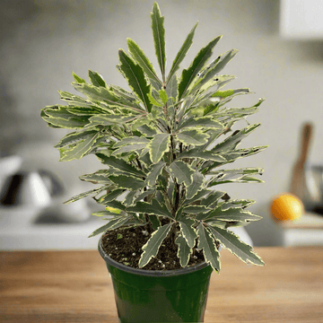 Aralia &