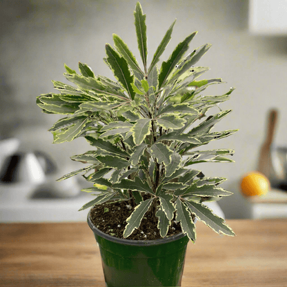 Aralia &