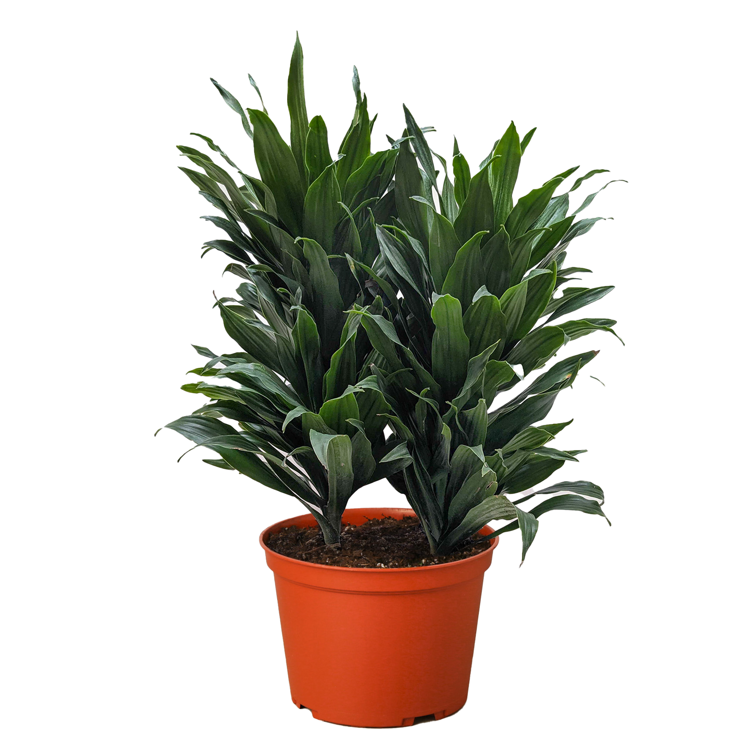 Dracaena &
