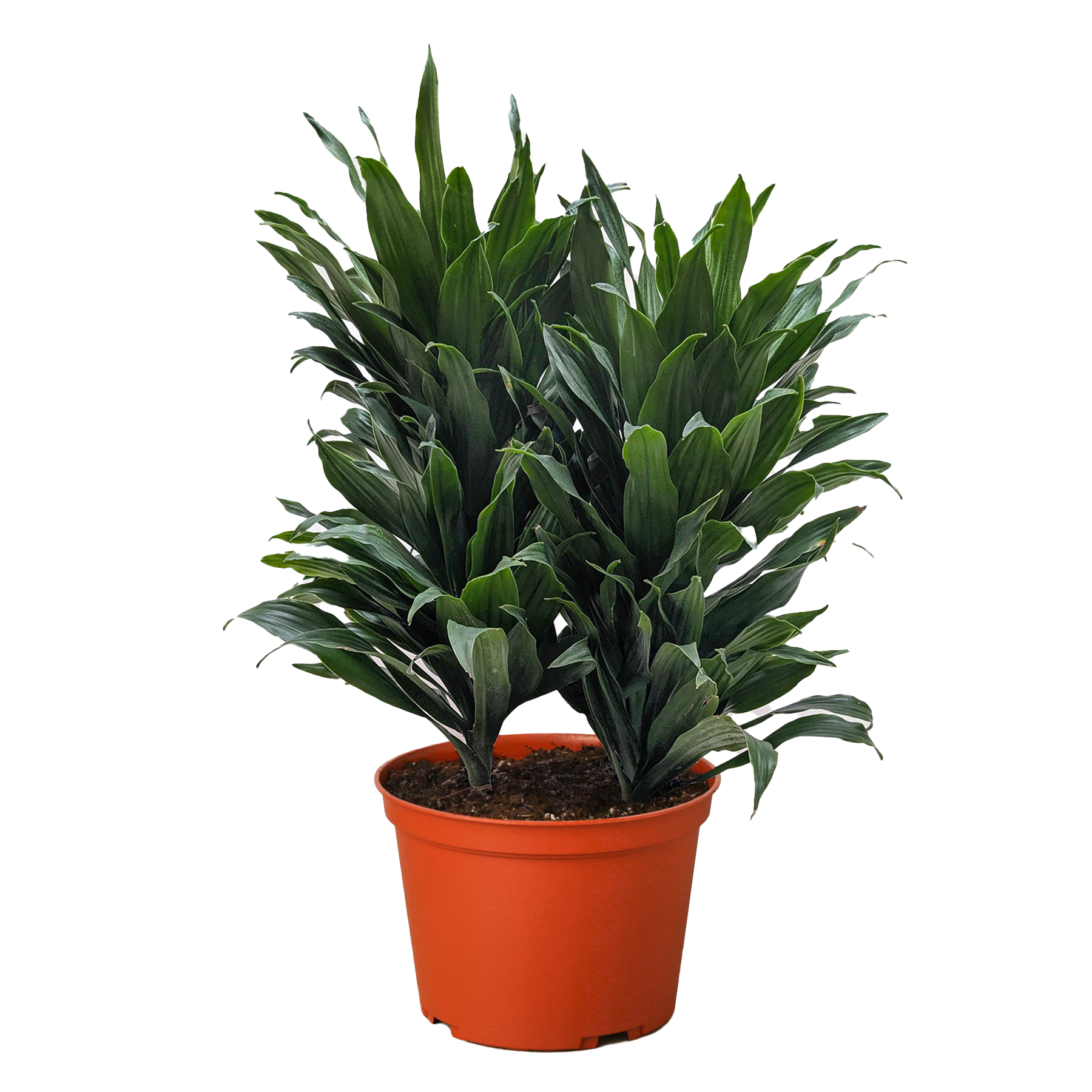 Dracaena &