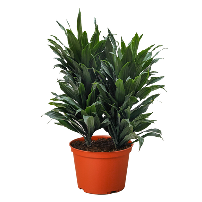 Dracaena &