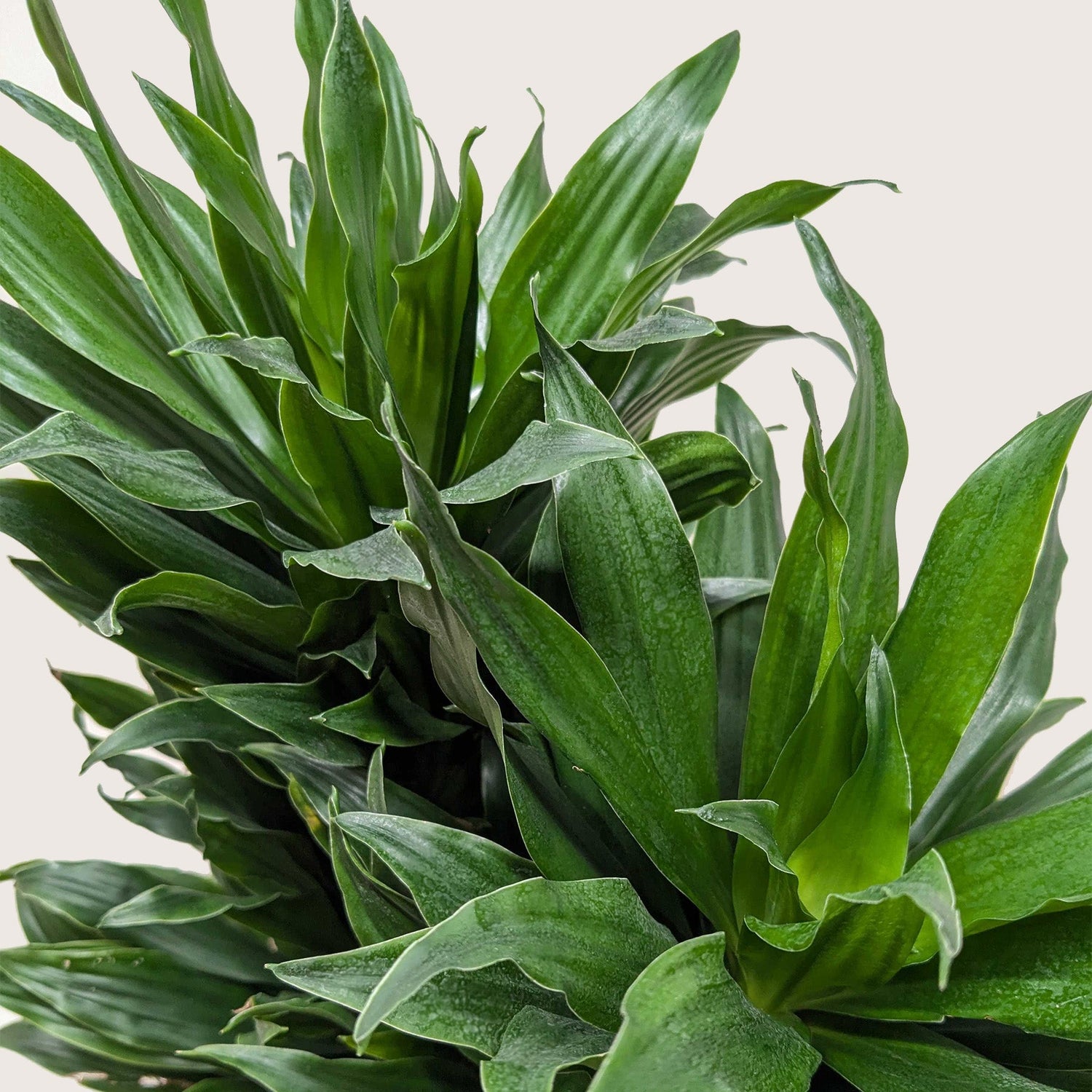 Dracaena &