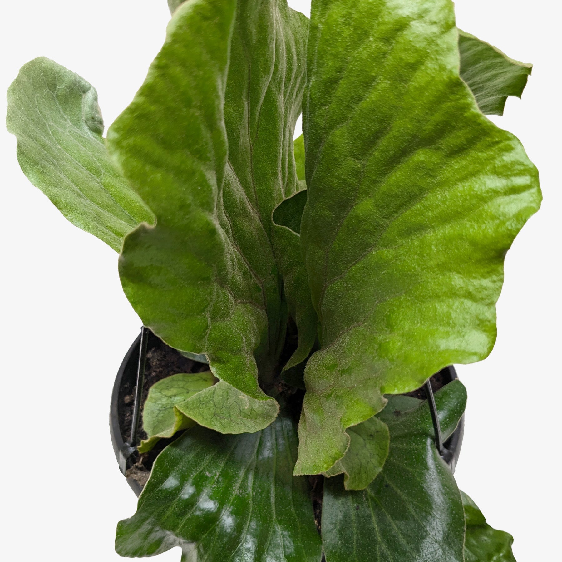 Fern &
